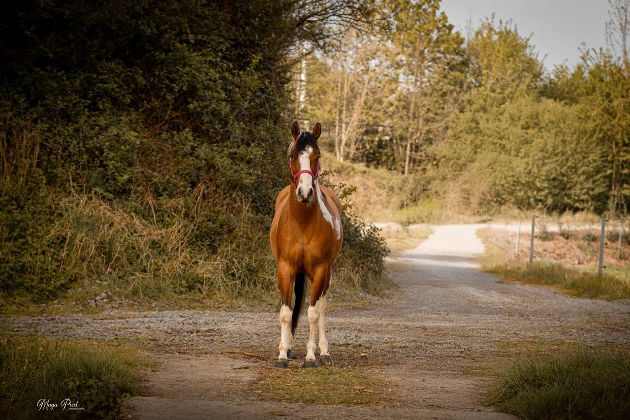 Castrone Paint Horse In vendita 2023 Tobiano