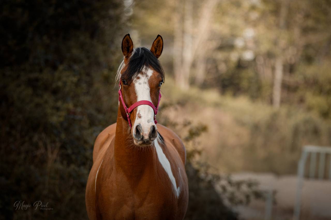 Castrone Paint Horse In vendita 2023 Tobiano