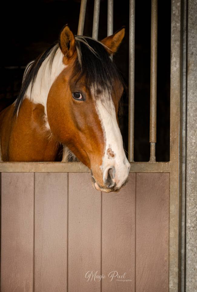 Castrone Paint Horse In vendita 2023 Tobiano