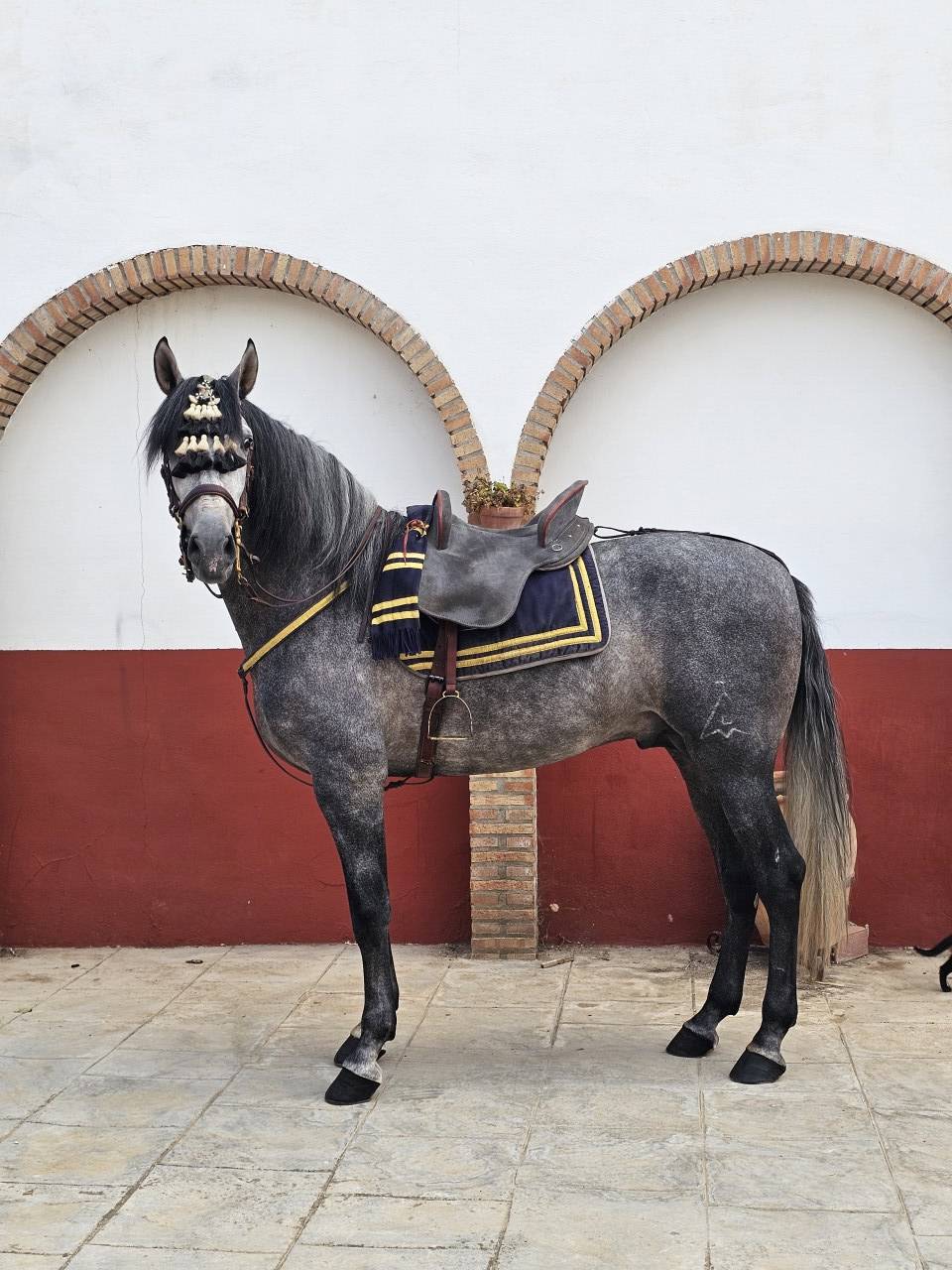 Castrone PRE Andaluso In vendita 2021 Grigio ,  ROMERO DE TRUJILLO