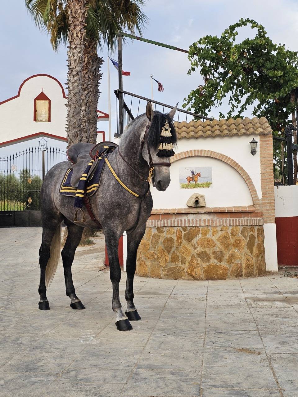Castrone PRE Andaluso In vendita 2021 Grigio ,  ROMERO DE TRUJILLO