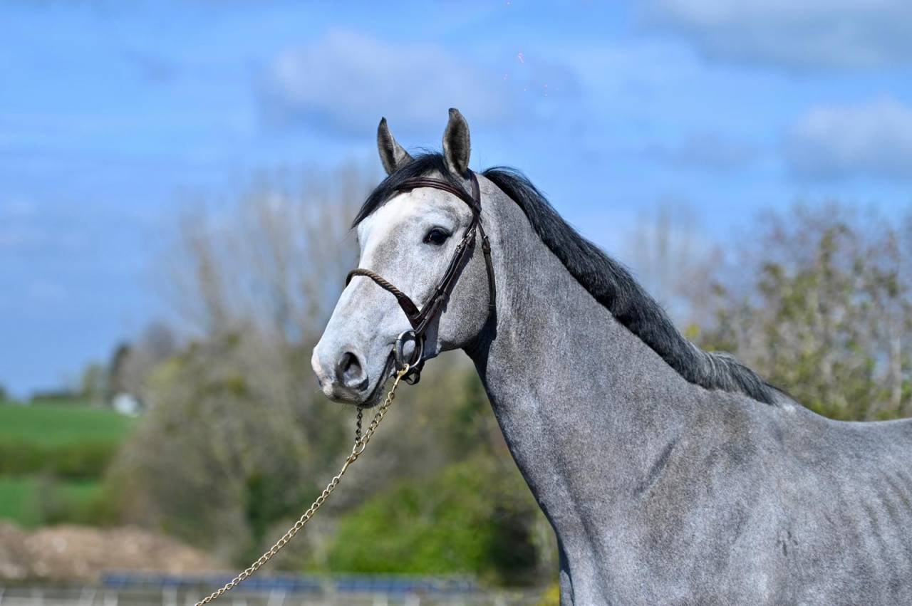 Intero KWPN Cavallo da Sport Neerlandese In vendita 2023 Grigio ,  Dallas vdl