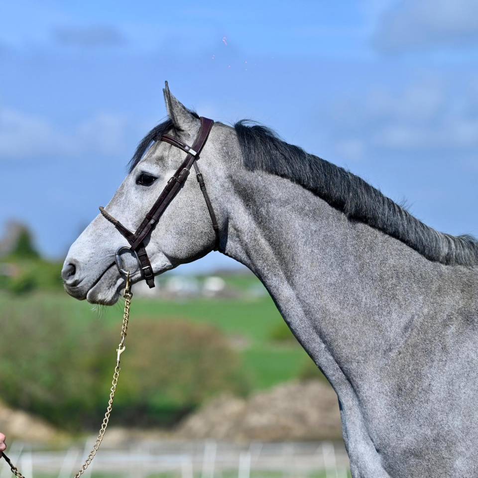 Intero KWPN Cavallo da Sport Neerlandese In vendita 2023 Grigio ,  Dallas vdl