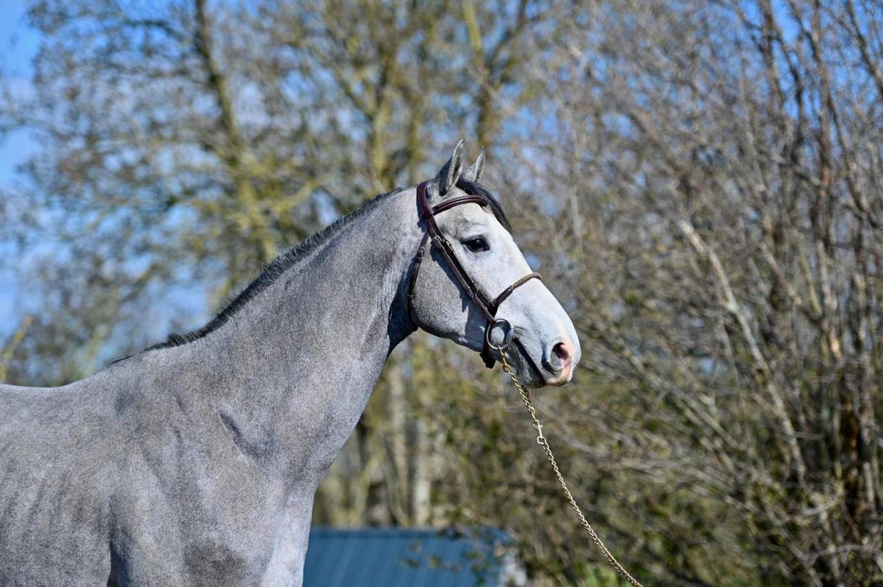 Intero KWPN Cavallo da Sport Neerlandese In vendita 2023 Grigio ,  Dallas vdl