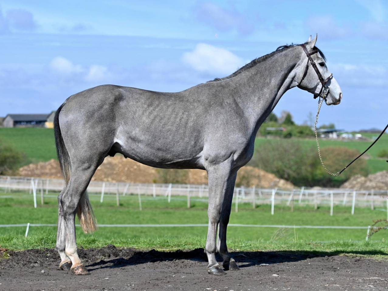 Intero KWPN Cavallo da Sport Neerlandese In vendita 2023 Grigio ,  Dallas vdl