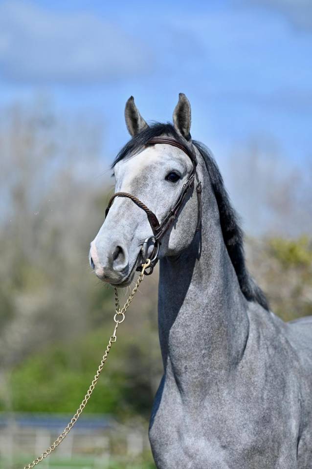 Intero KWPN Cavallo da Sport Neerlandese In vendita 2023 Grigio ,  Dallas vdl
