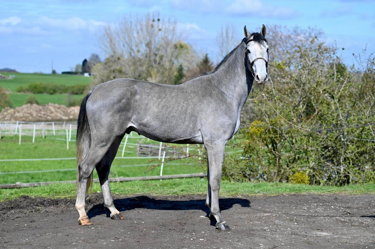 Intero KWPN Cavallo da Sport Neerlandese In vendita 2023 Grigio ,  Dallas vdl