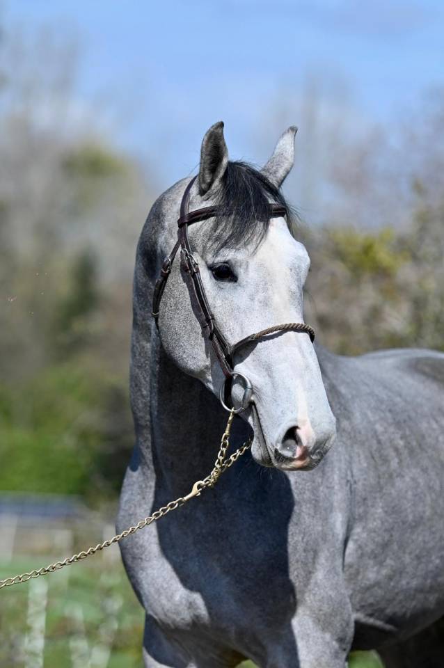 Intero KWPN Cavallo da Sport Neerlandese In vendita 2023 Grigio ,  Dallas vdl