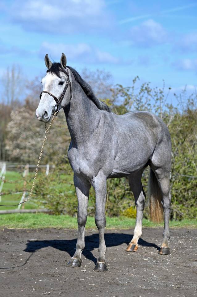 Intero KWPN Cavallo da Sport Neerlandese In vendita 2023 Grigio ,  Dallas vdl