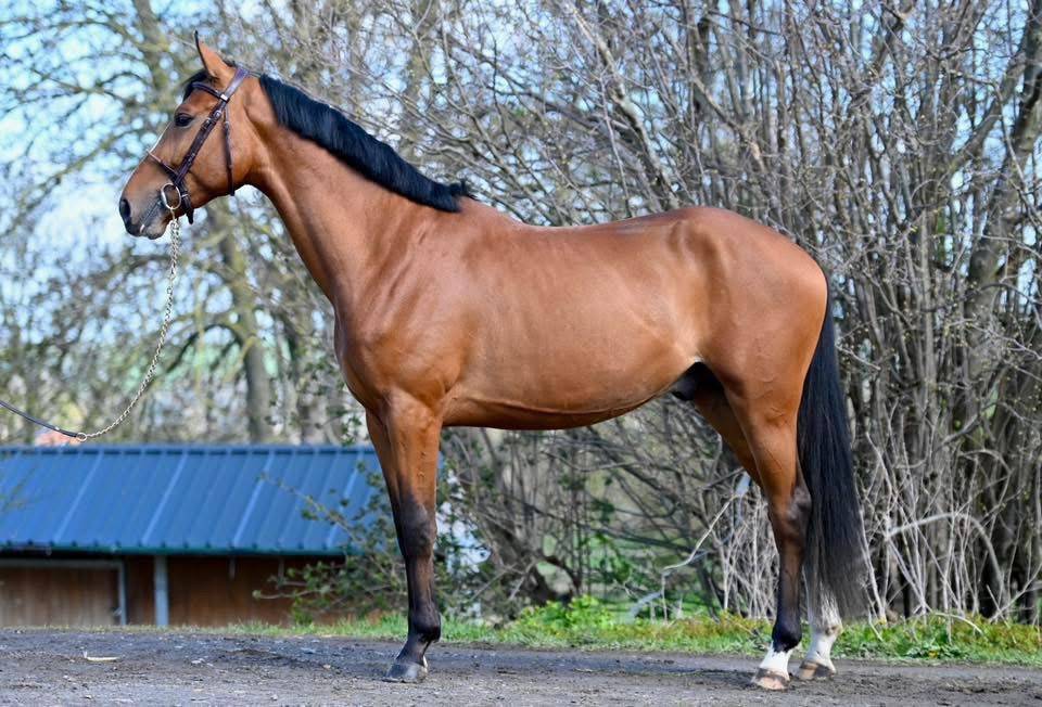 Intero Zangersheide In vendita 2023 Baio ,  HEARTBREAKER