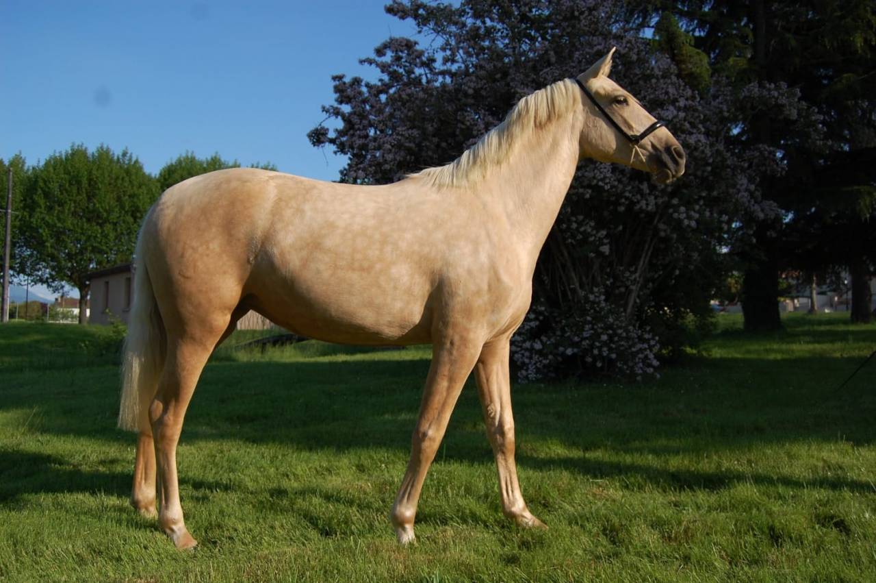 Cavalla PRE Andaluso In vendita 2023 Palomino ,  TREMENDO JL