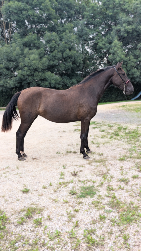 Cavalla PRE Andaluso In vendita 2023 Nero ,  Spirit XLVIII 