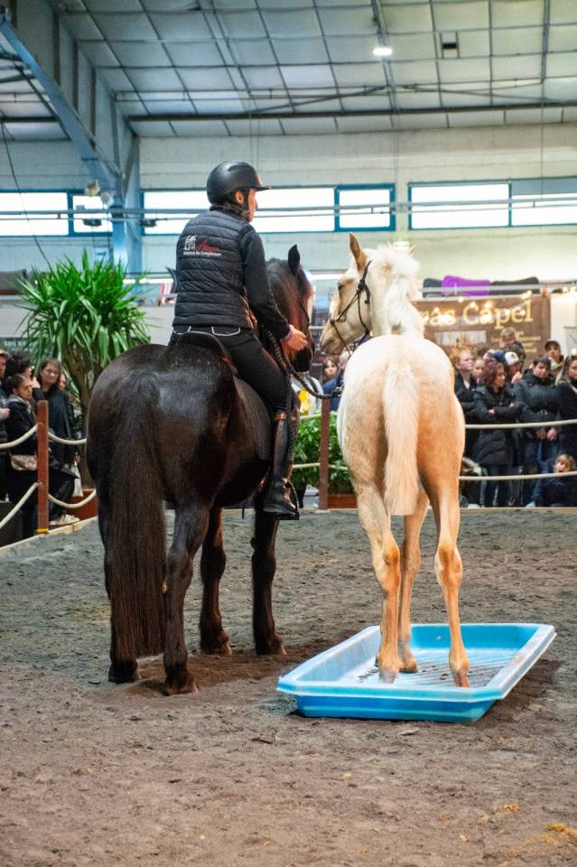Puledro PRE Andaluso In vendita 2025 Palomino ,  ADAGIO CALLER