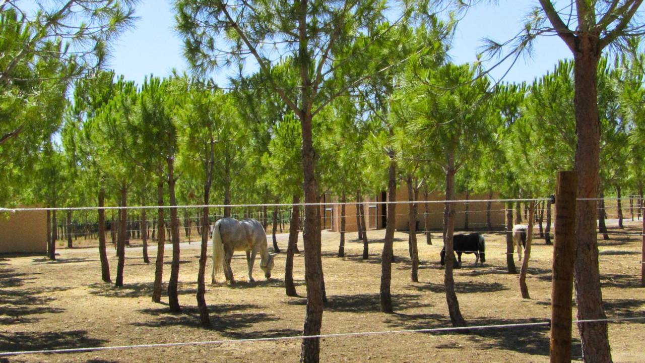 Propriet&agrave; equestre In vendita H&eacute;rault