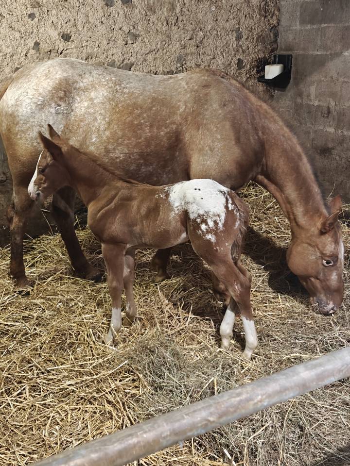 Puledro Appaloosa In vendita 2026 Altro colore ,  FLETCH ARISTOCRAT MR