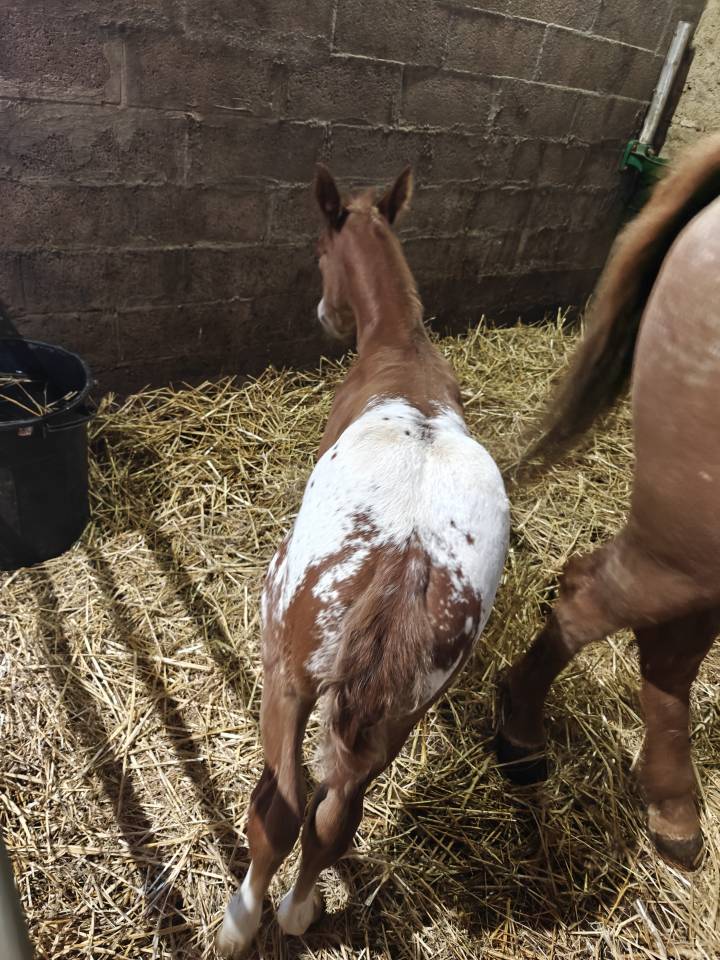 Puledro Appaloosa In vendita 2026 Altro colore ,  FLETCH ARISTOCRAT MR