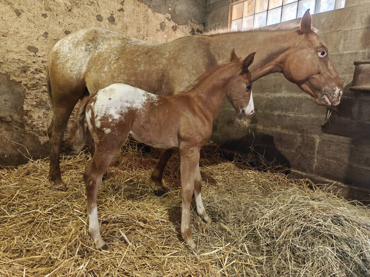 Puledro Appaloosa In vendita 2026 Altro colore ,  FLETCH ARISTOCRAT MR