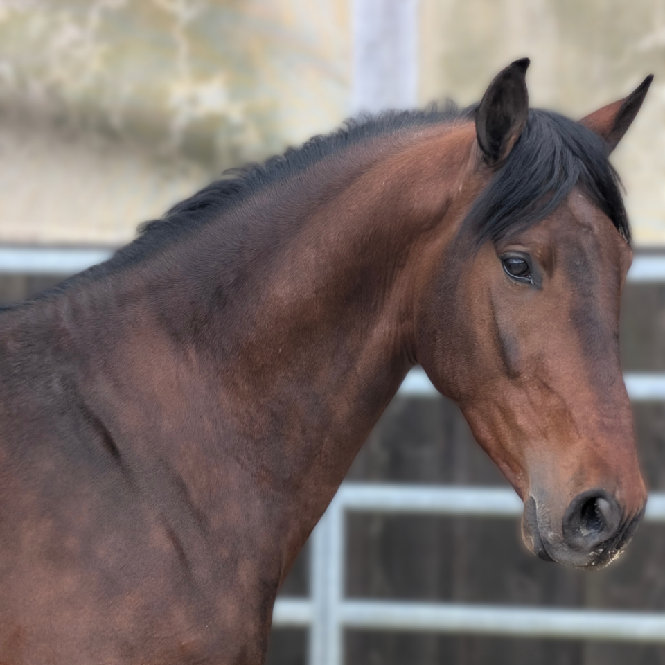 Castrone PRE Andaluso In vendita 2023 Baio
