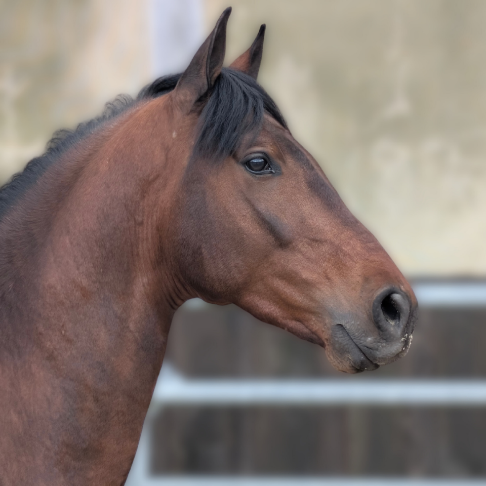 Castrone PRE Andaluso In vendita 2023 Baio
