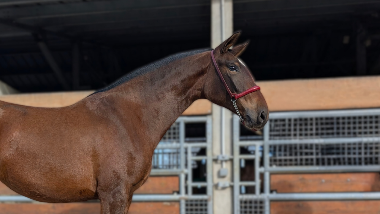 Cavalla PRE Andaluso In vendita 2023 Baio ,  Naviero SG