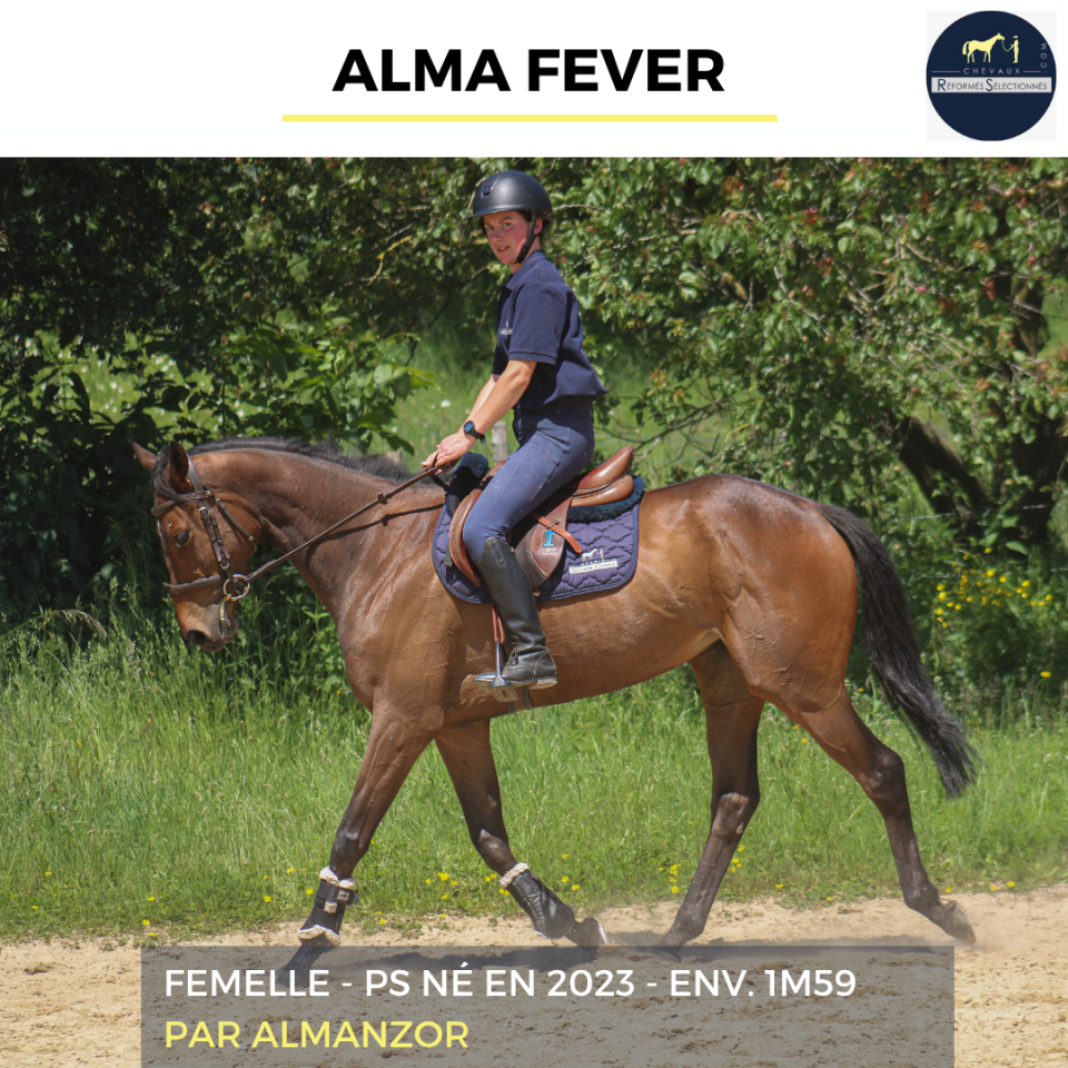 Cavalla Purosangue In vendita 2023 Baio