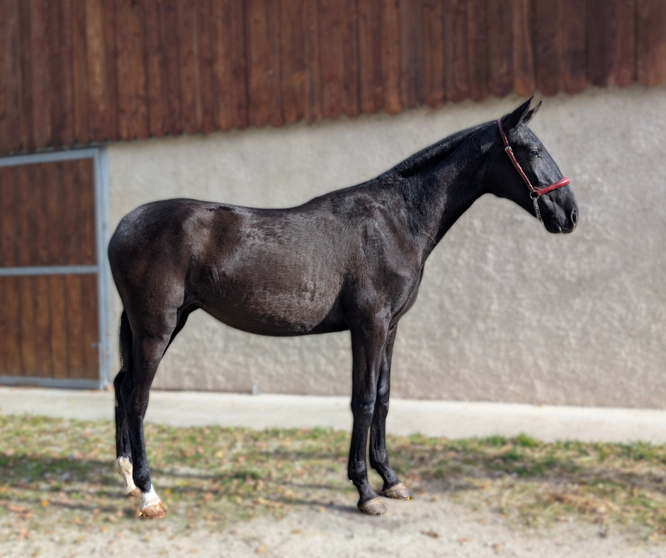 Cavalla PRE Andaluso In vendita 2024 Nero ,  LL CAMPO GRANDE