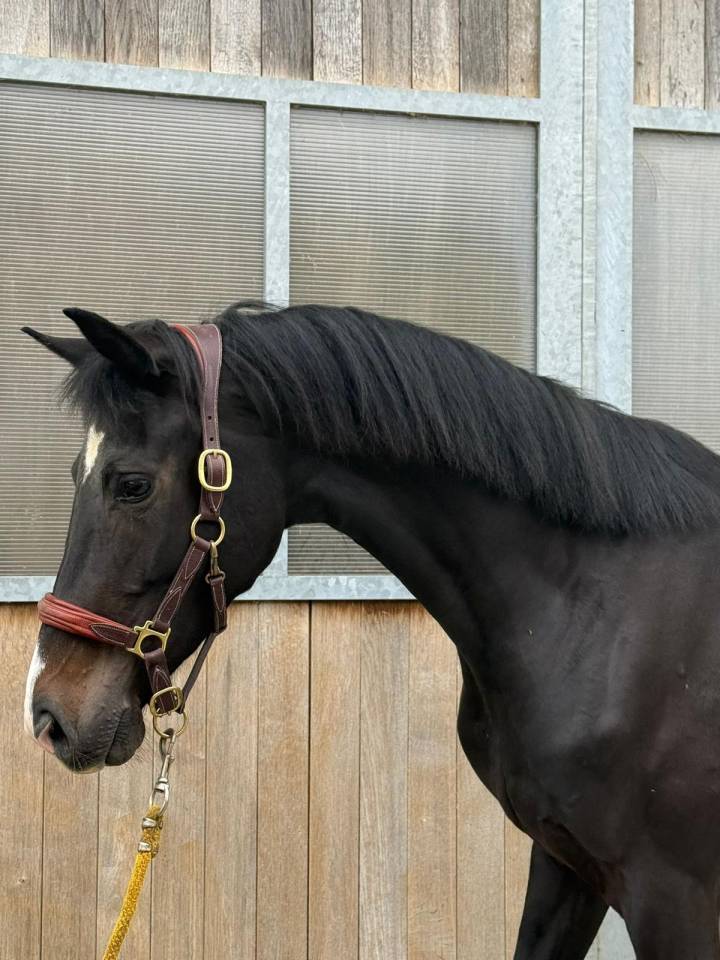 Cavalla KWPN Cavallo da Sport Neerlandese In vendita 2022 Nero