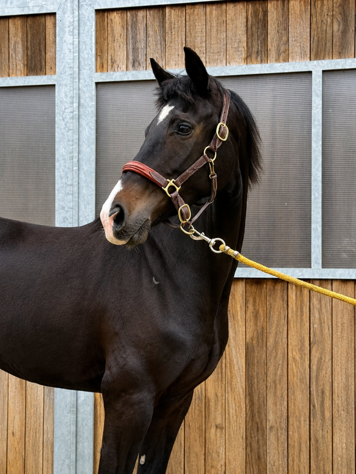 Cavalla KWPN Cavallo da Sport Neerlandese In vendita 2022 Nero