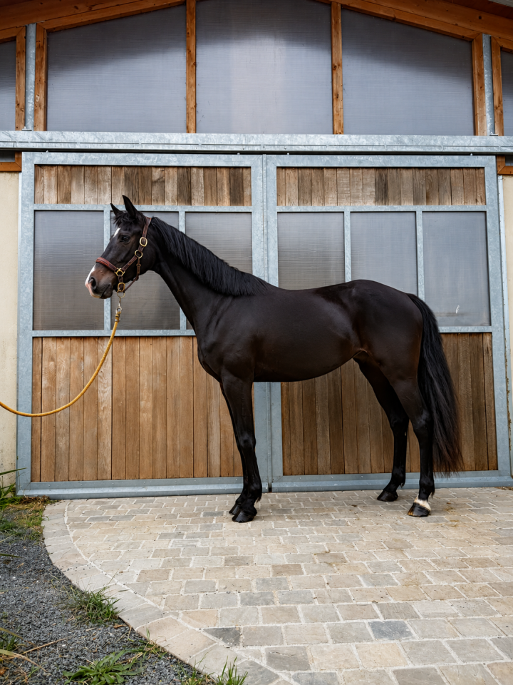 Cavalla KWPN Cavallo da Sport Neerlandese In vendita 2022 Nero
