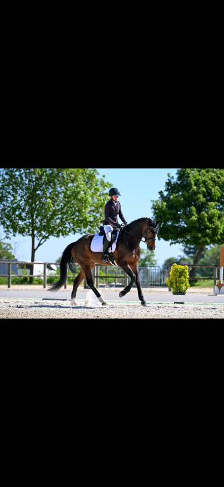 Cavalla KWPN Cavallo da Sport Neerlandese In vendita 2021 Baio