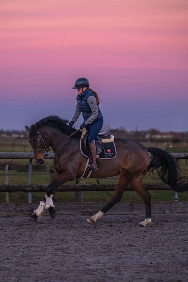 Cavalla KWPN Cavallo da Sport Neerlandese In vendita 2021 Baio