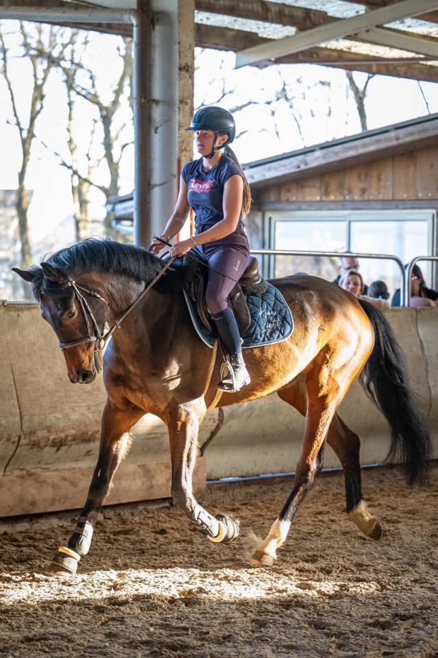 Cavalla KWPN Cavallo da Sport Neerlandese In vendita 2021 Baio