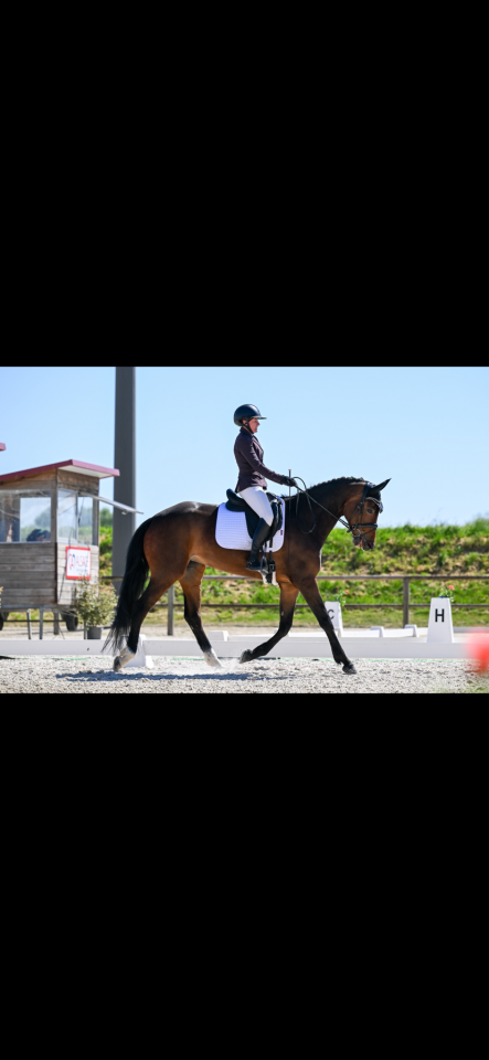 Cavalla KWPN Cavallo da Sport Neerlandese In vendita 2021 Baio