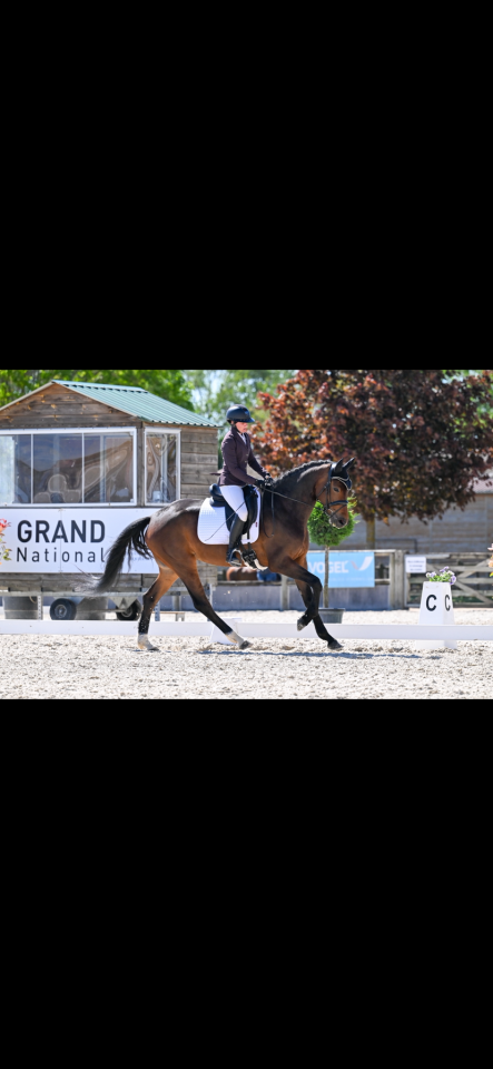Cavalla KWPN Cavallo da Sport Neerlandese In vendita 2021 Baio