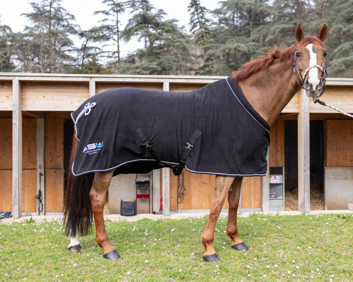Cavalla KWPN Cavallo da Sport Neerlandese In vendita 2018 Sauro brul&eacute; ,  UNTOUCHABLE