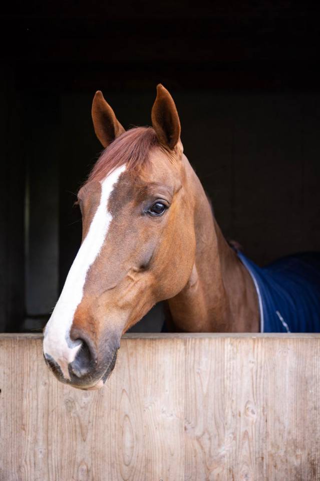 Cavalla KWPN Cavallo da Sport Neerlandese In vendita 2018 Sauro brul&eacute; ,  UNTOUCHABLE