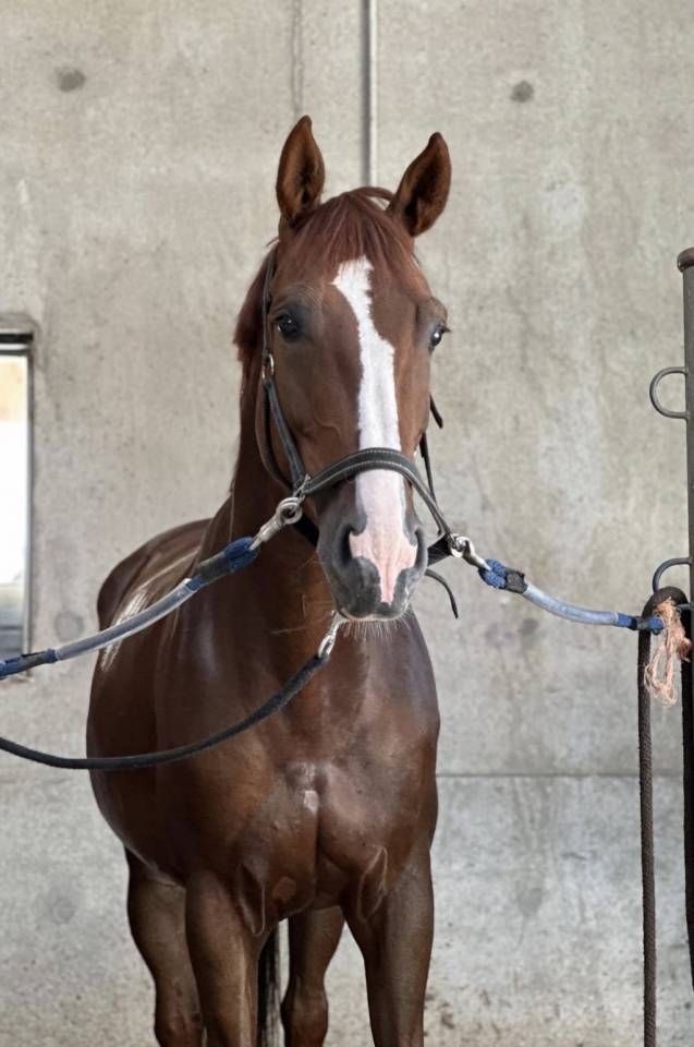 Cavalla KWPN Cavallo da Sport Neerlandese In vendita 2018 Sauro brul&eacute; ,  UNTOUCHABLE