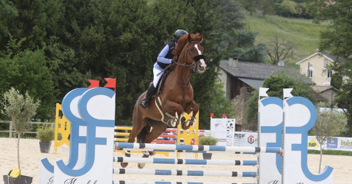 Cavalla KWPN Cavallo da Sport Neerlandese In vendita 2018 Sauro brul&eacute; ,  UNTOUCHABLE