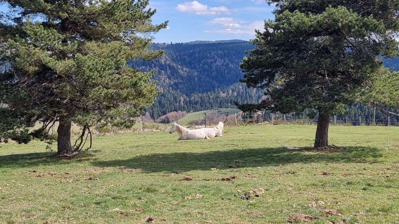 Alloggio equestre In vendita Ard&egrave;che