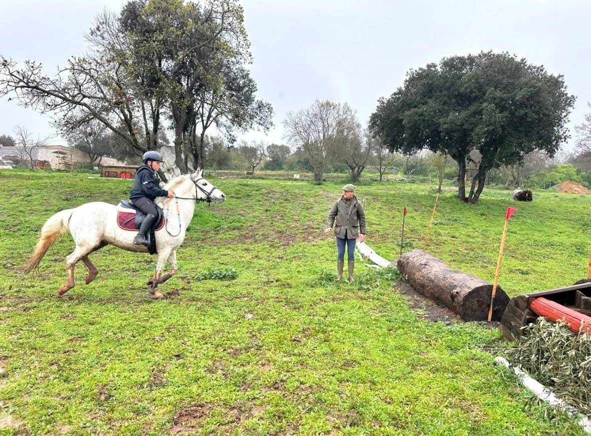 Super pony Connemara