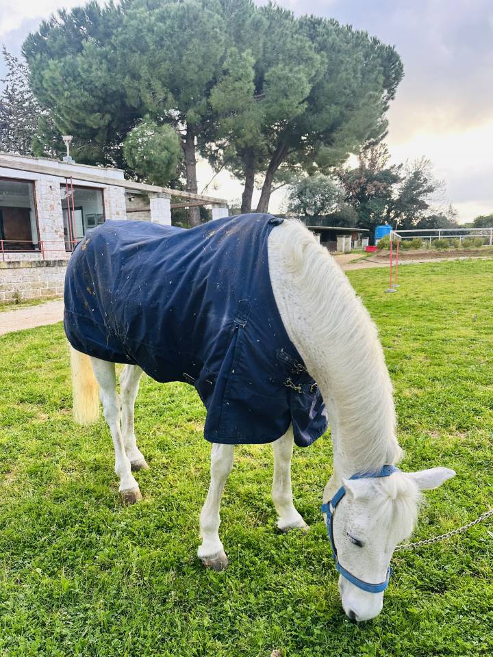 Super pony Connemara