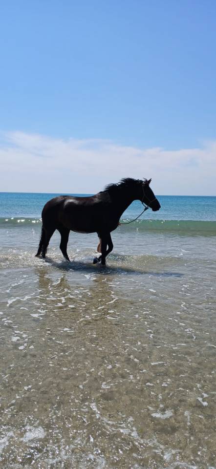 Cavalla KWPN Cavallo da Sport Neerlandese In vendita 2019 Baio scuro