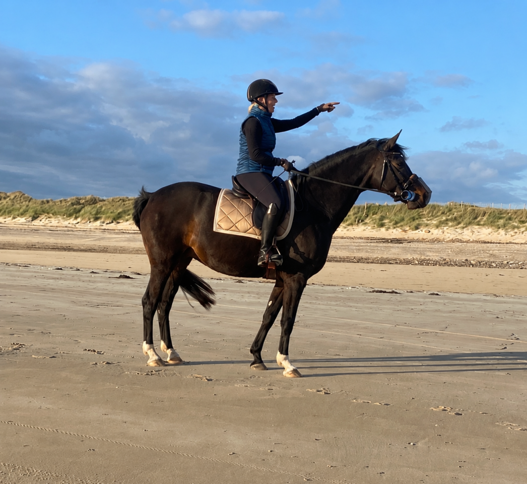 Cavalla KWPN Cavallo da Sport Neerlandese In vendita 2019 Baio scuro