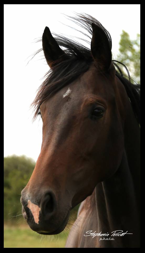 Cavalla KWPN Cavallo da Sport Neerlandese In vendita 2019 Baio scuro