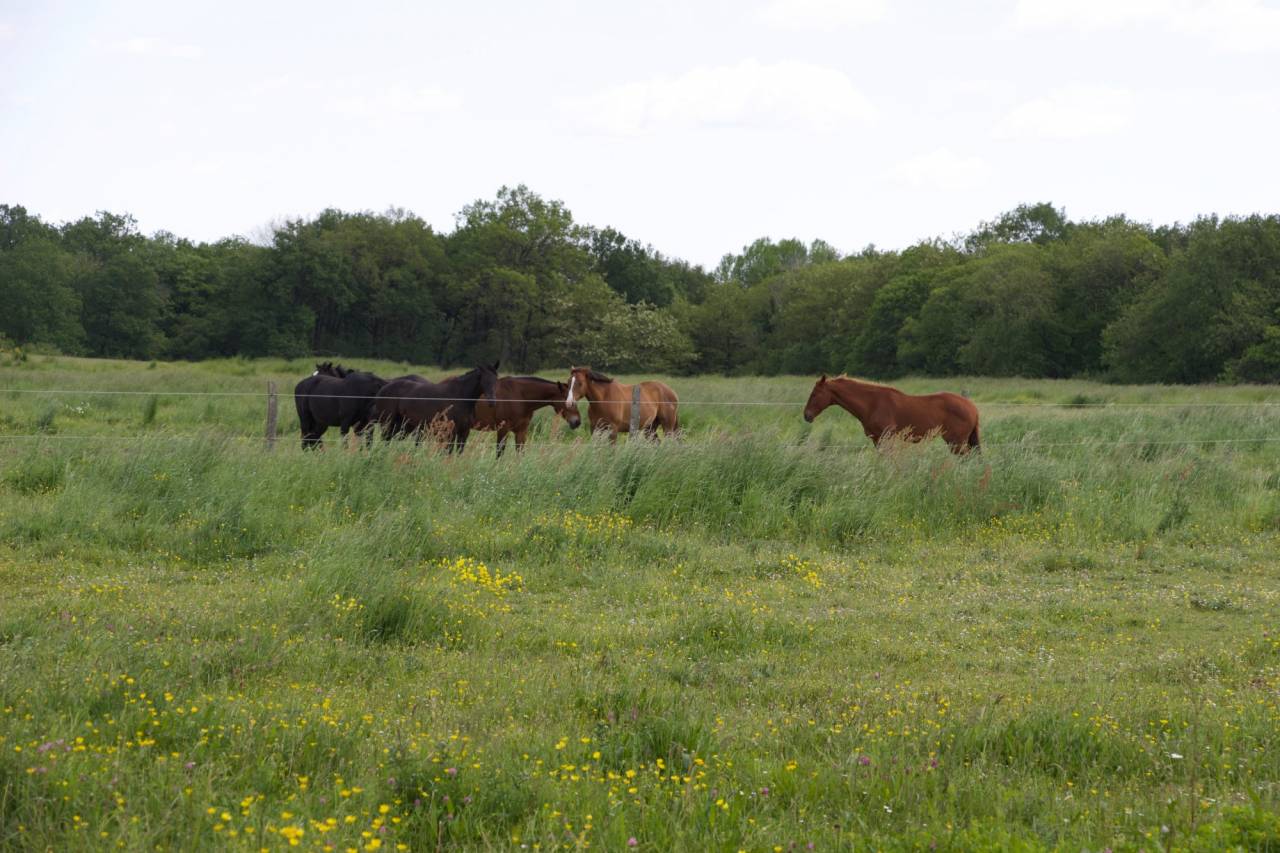 Alloggio equestre In vendita Maine-et-Loire