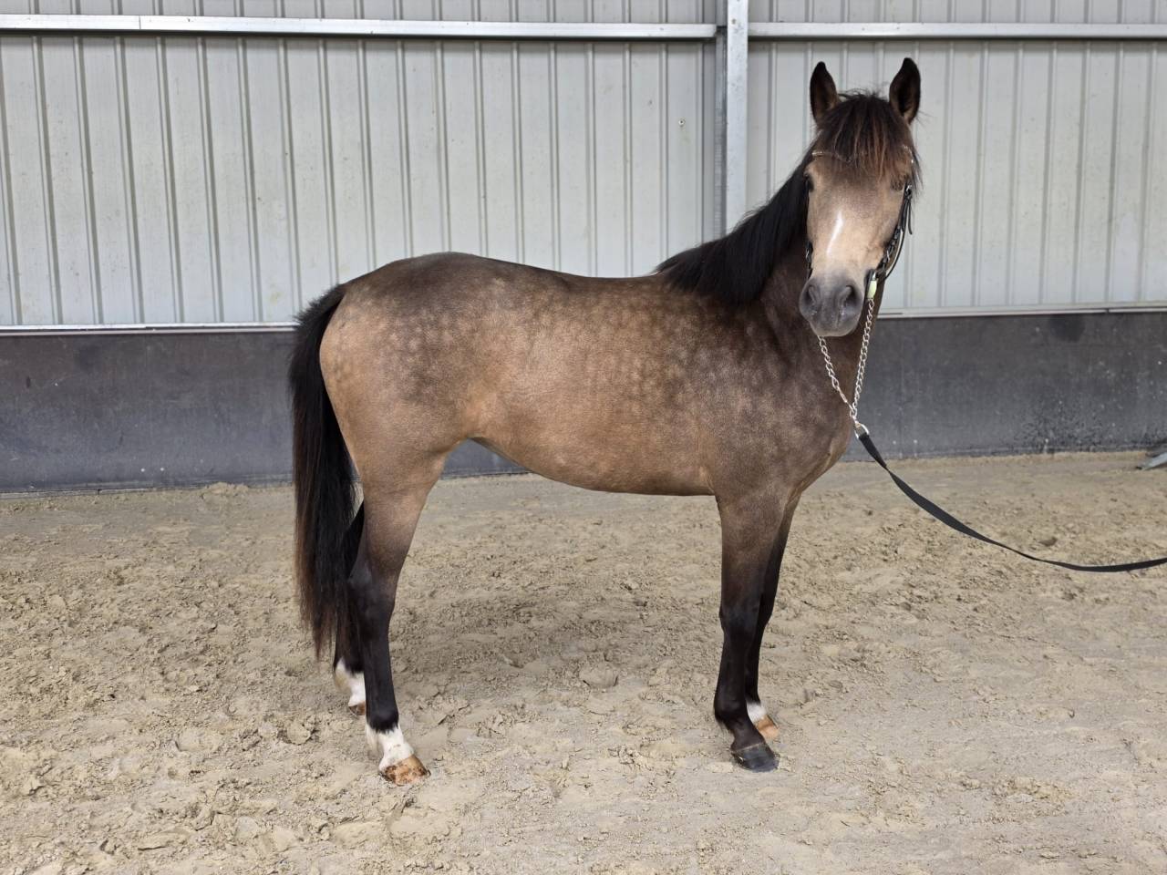 Cavalla sBs Cavallo da Sport Belgio In vendita 2023 Isabella
