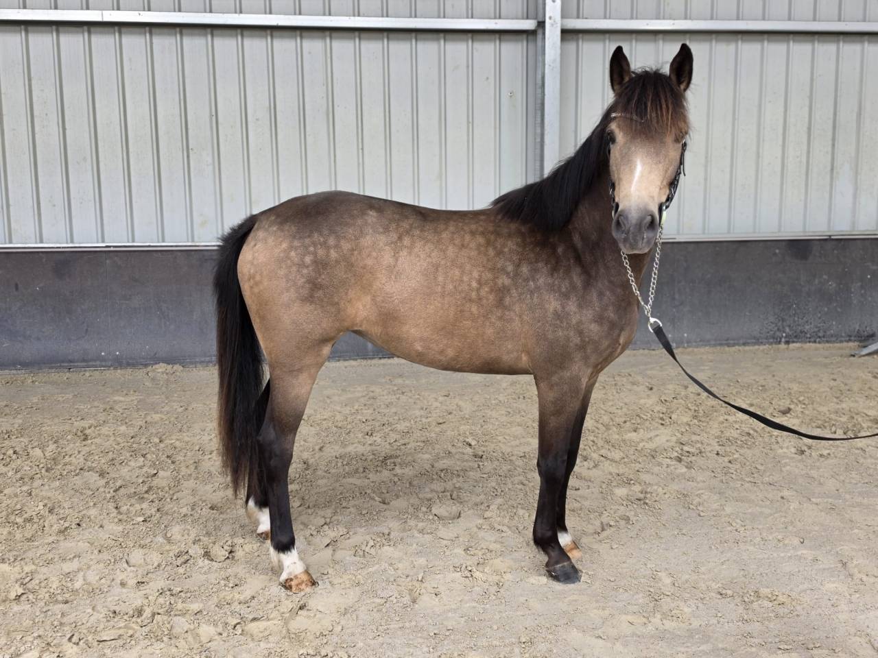 Cavalla sBs Cavallo da Sport Belgio In vendita 2023 Isabella