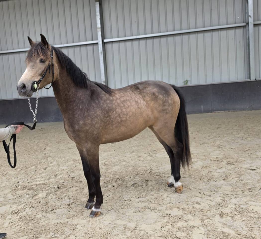 Cavalla sBs Cavallo da Sport Belgio In vendita 2023 Isabella