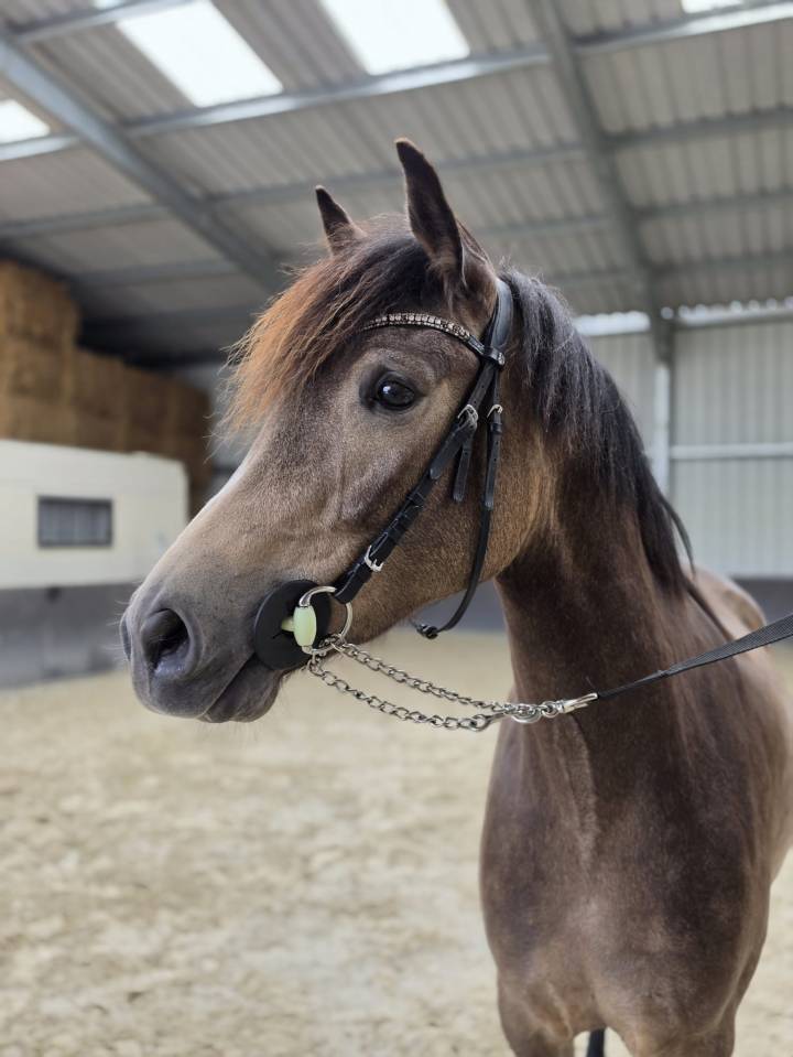 Cavalla sBs Cavallo da Sport Belgio In vendita 2023 Isabella