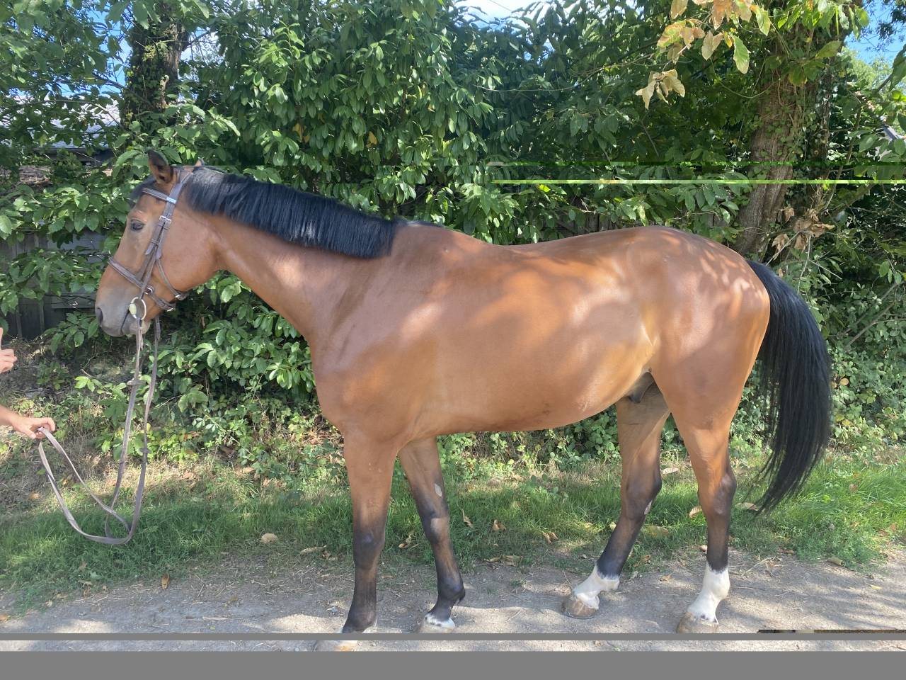 Castrone Sella Francese In vendita 2019 Baio ,  OGRION DES CHAMPS